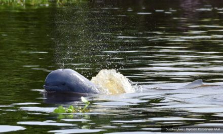 KKP Dorong Pelindungan Habitat Pesut Mahakam