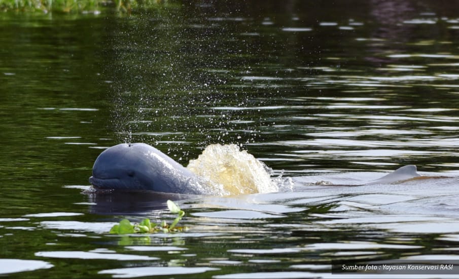 KKP Dorong Pelindungan Habitat Pesut Mahakam