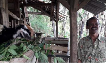 Inseminasi Buatan berlaku untuk domba, kambing dan kerbau