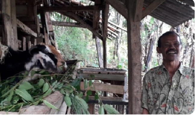 Inseminasi Buatan berlaku untuk domba, kambing dan kerbau