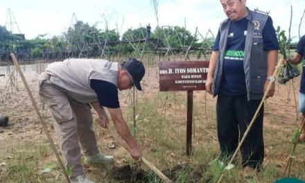 Kawasan pantai Palangpang ditanam 6000 mangrove